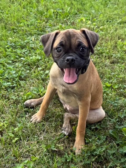JoJo, a Adoptable mixed breed in East Sparta, OH image 6/6