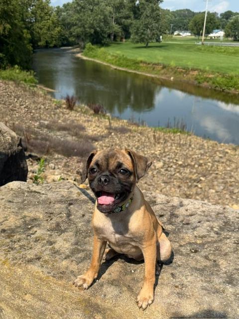 JoJo, a Adoptable mixed breed in East Sparta, OH image 5/6