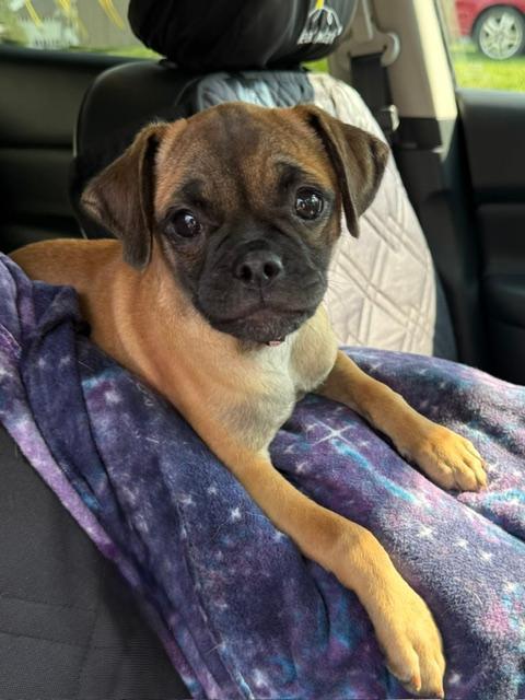 JoJo, a Adoptable mixed breed in East Sparta, OH image 4/6