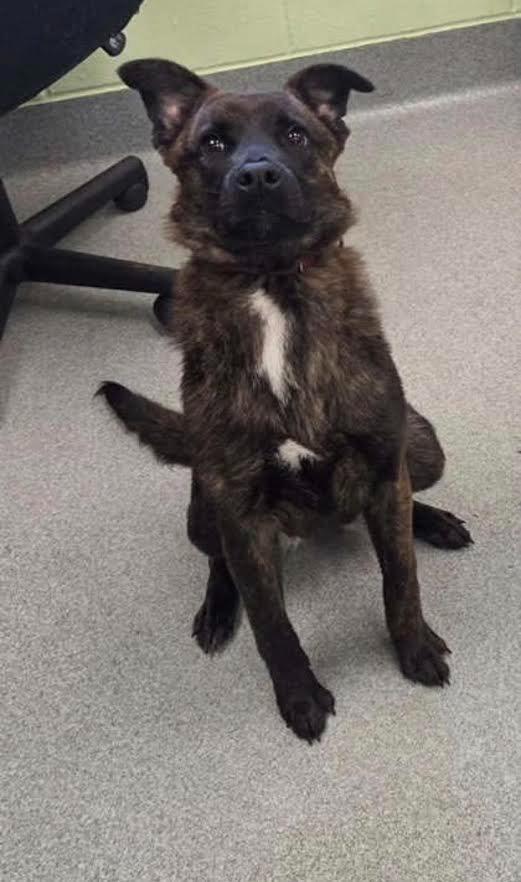 Lola, Adoptable, Young Female Shepherd & Mixed Breed.