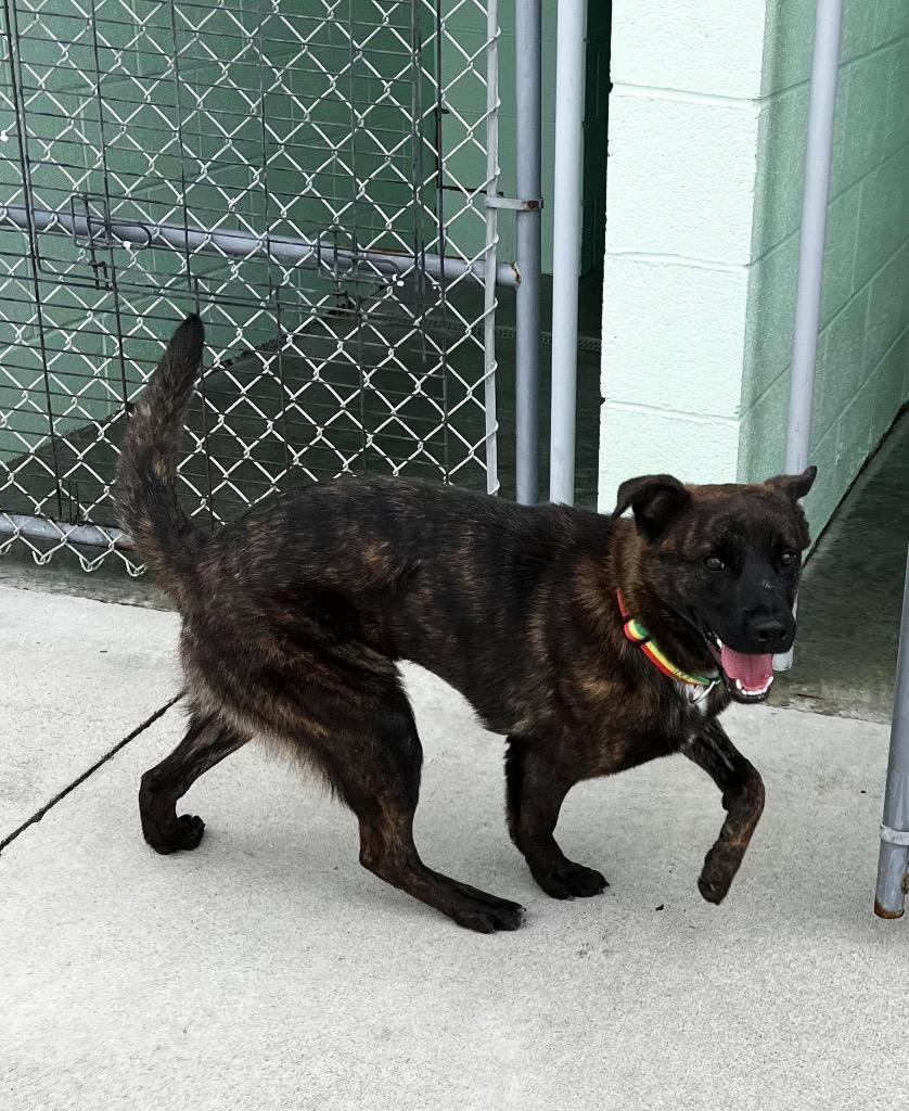 Enlarge Lola, a Adoptable mixed breed in Blountville, TN image 2/6