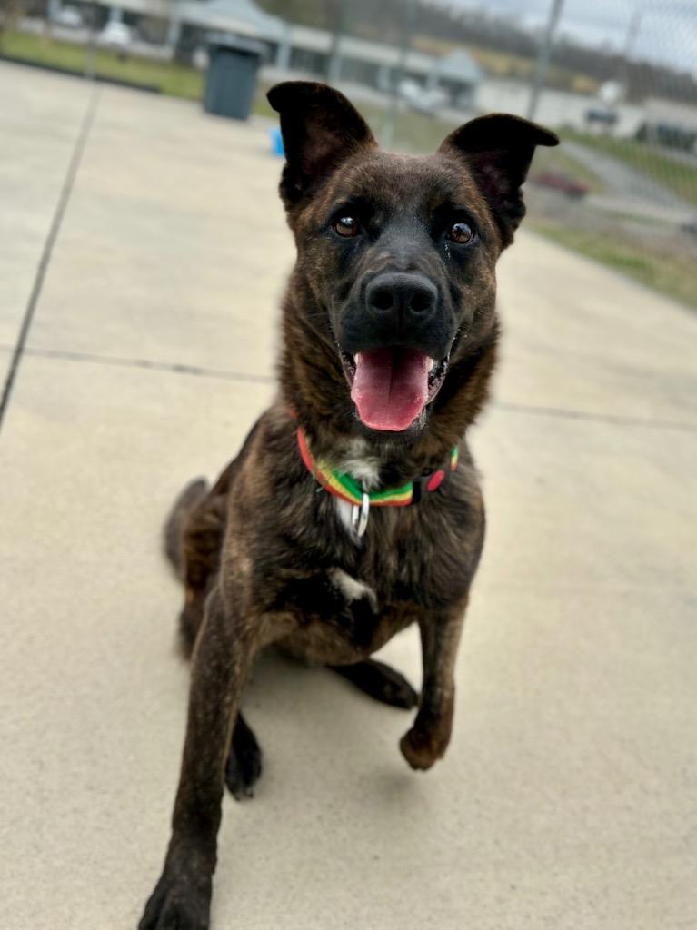 Enlarge Lola, a Adoptable mixed breed in Blountville, TN image 3/6