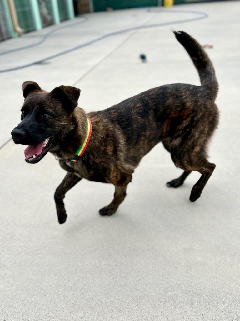 Enlarge Lola, a Adoptable mixed breed in Blountville, TN image 4/6