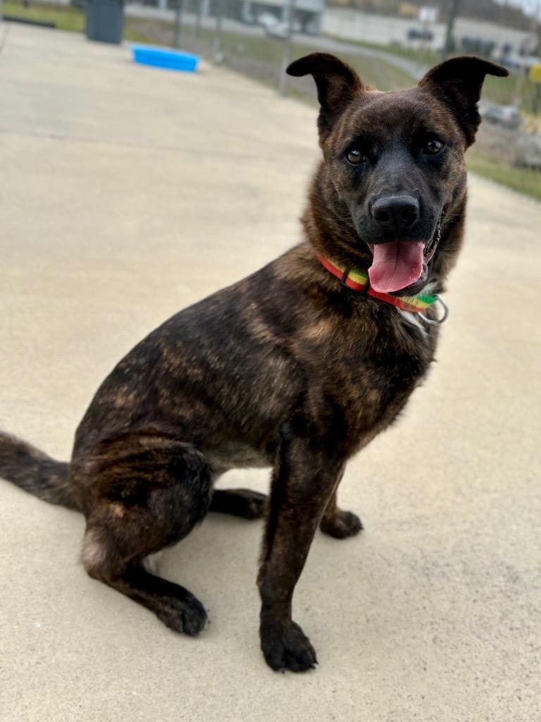 Enlarge Lola, a Adoptable mixed breed in Blountville, TN image 5/6
