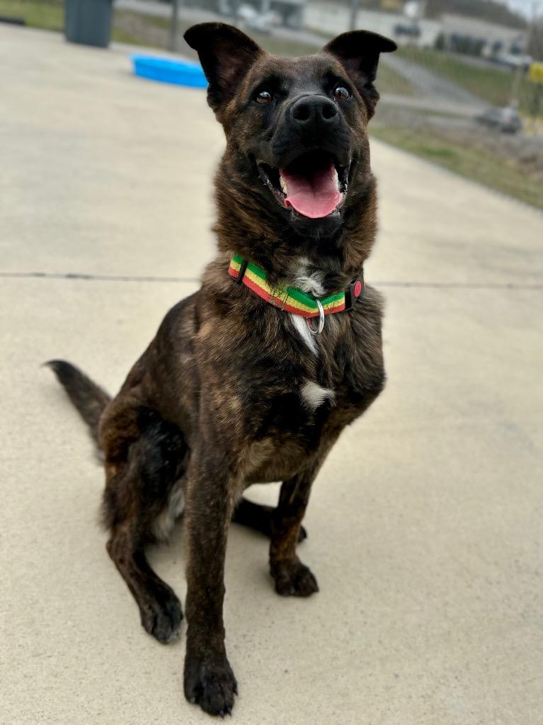 Enlarge Lola, a Adoptable mixed breed in Blountville, TN image 6/6