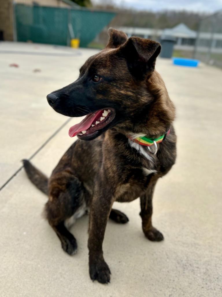 Enlarge Lola, a Adoptable mixed breed in Blountville, TN image 6/6