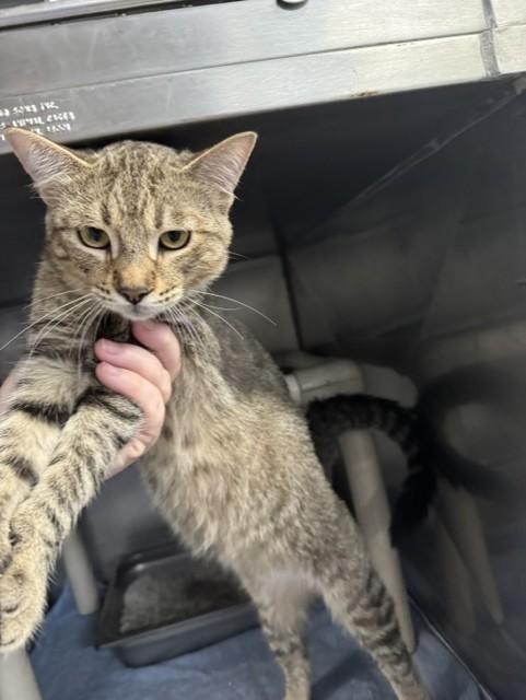 MAC, Adoptable, Young Male Domestic Short Hair.