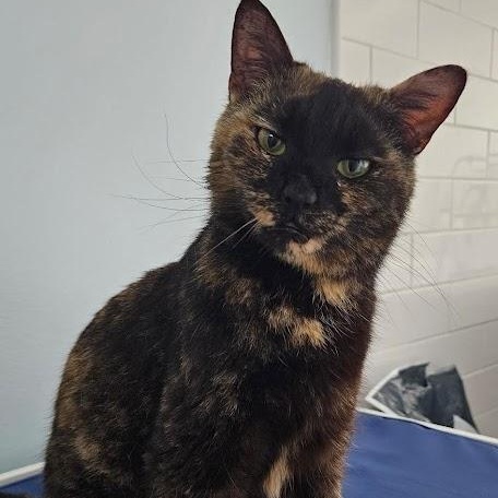 Sabrina, ADOPTABLE, Young Female Domestic Short Hair.