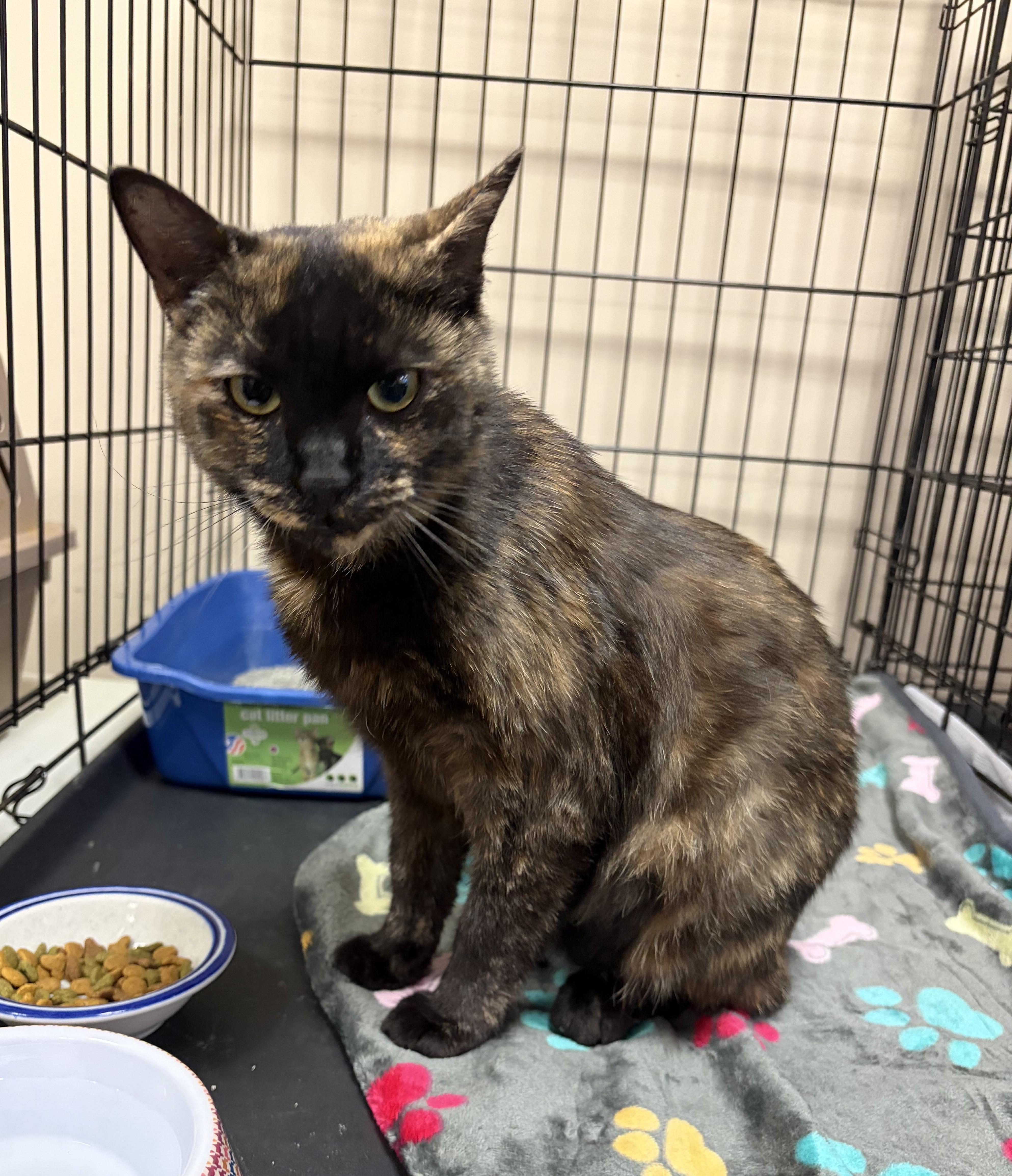 Enlarge Sabrina, a ADOPTABLE Domestic Short Hair in Avon, NY image 2/3