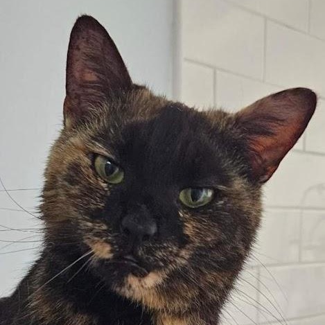 Sabrina, a ADOPTABLE Domestic Short Hair in Avon, NY image 2/2