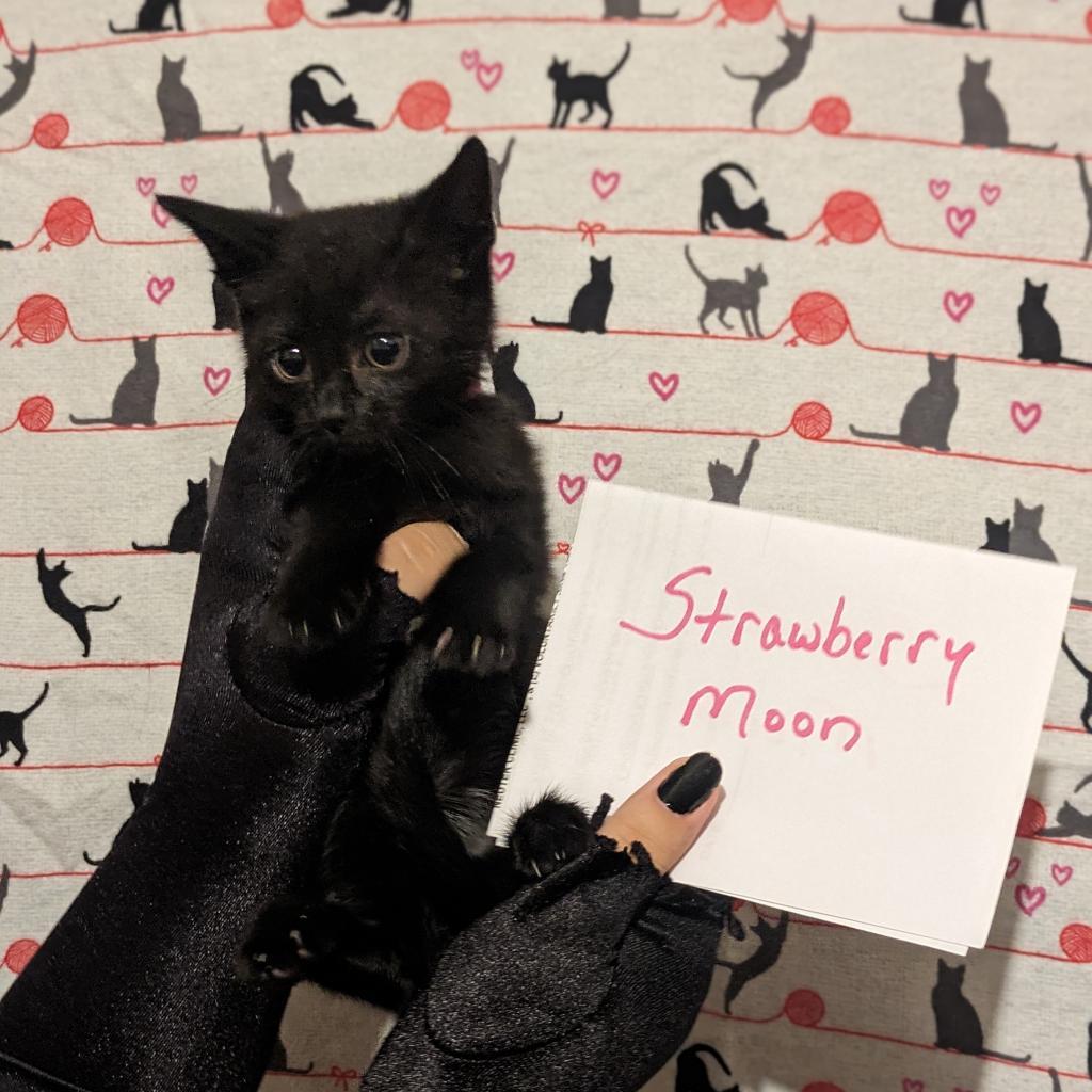 Strawberry Moon, Adoptable, Adult Female Domestic Short Hair.