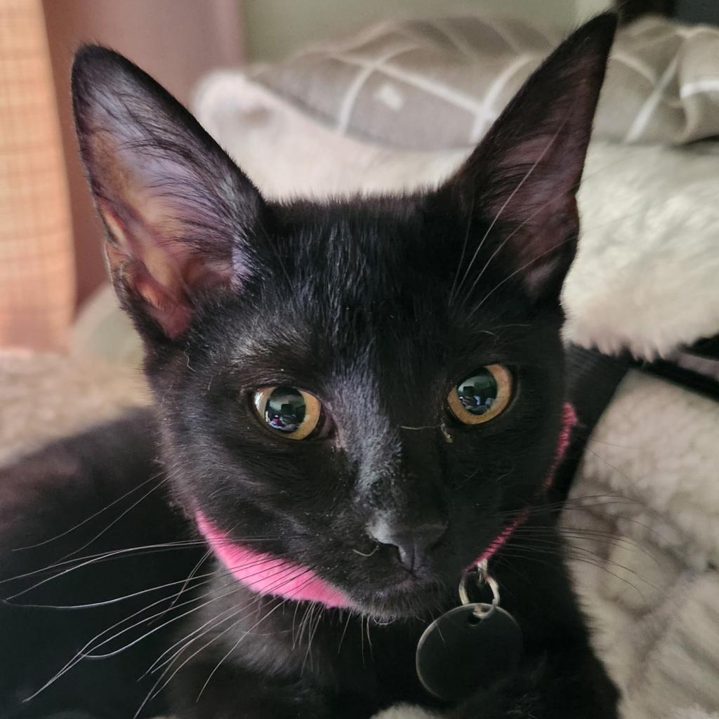 Strawberry Moon, a Adoptable Domestic Short Hair in Greenwood, MO image 2/6