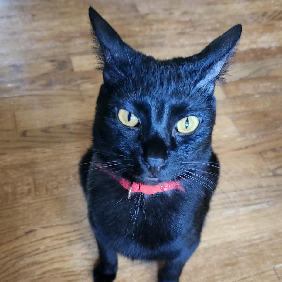 Strawberry Moon, a Adoptable Domestic Short Hair in Greenwood, MO image 3/6