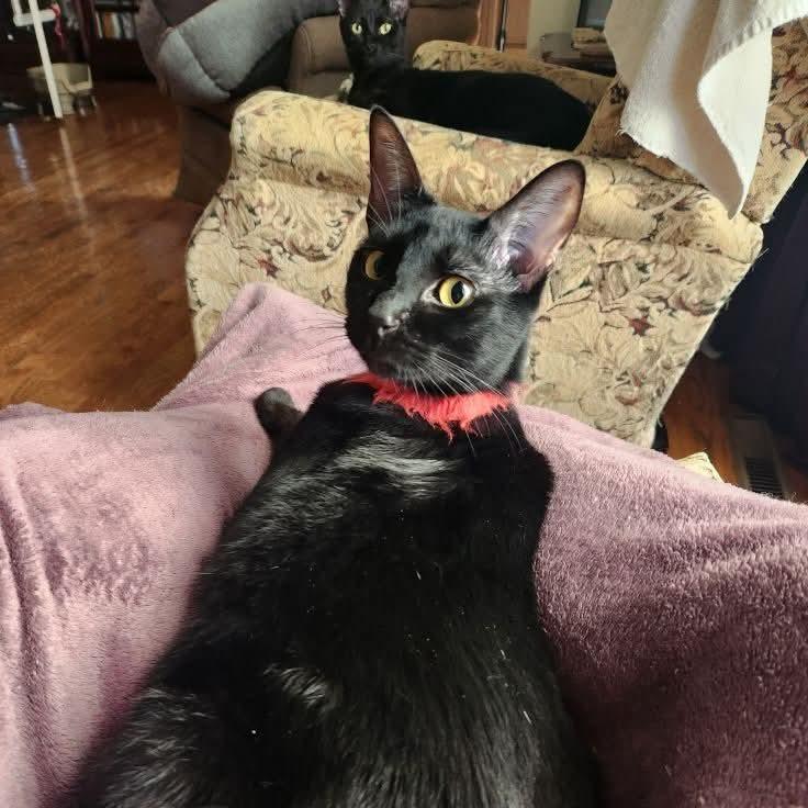 Enlarge Strawberry Moon, a Adoptable Domestic Short Hair in Greenwood, MO image 3/6