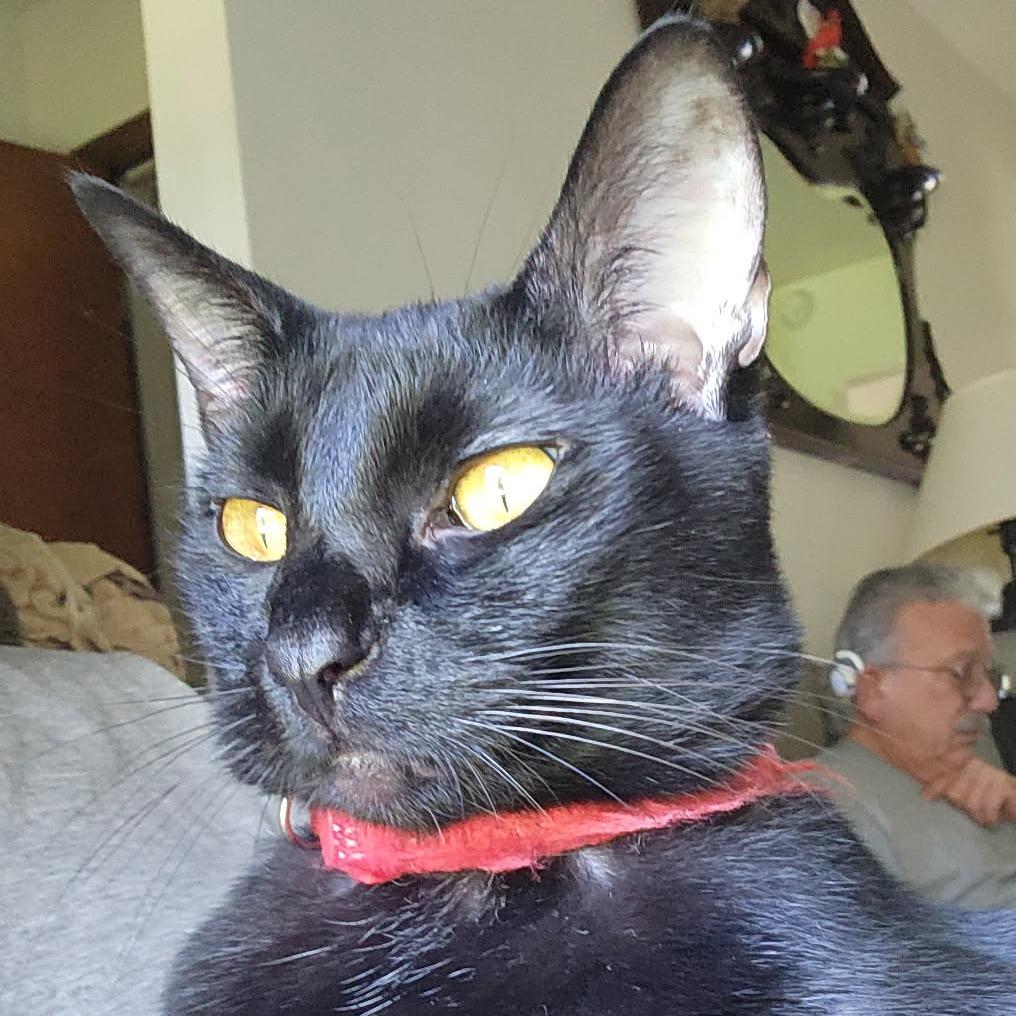 Enlarge Strawberry Moon, a Adoptable Domestic Short Hair in Greenwood, MO image 4/6