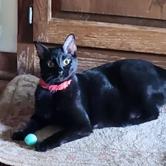 Strawberry Moon, a Adoptable Domestic Short Hair in Greenwood, MO image 5/6