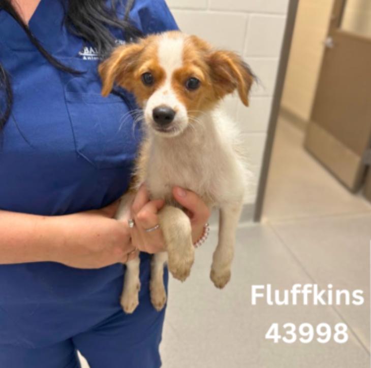 Enlarge Fluffkins, a Adoptable mixed breed in Tampa, FL image 1/1