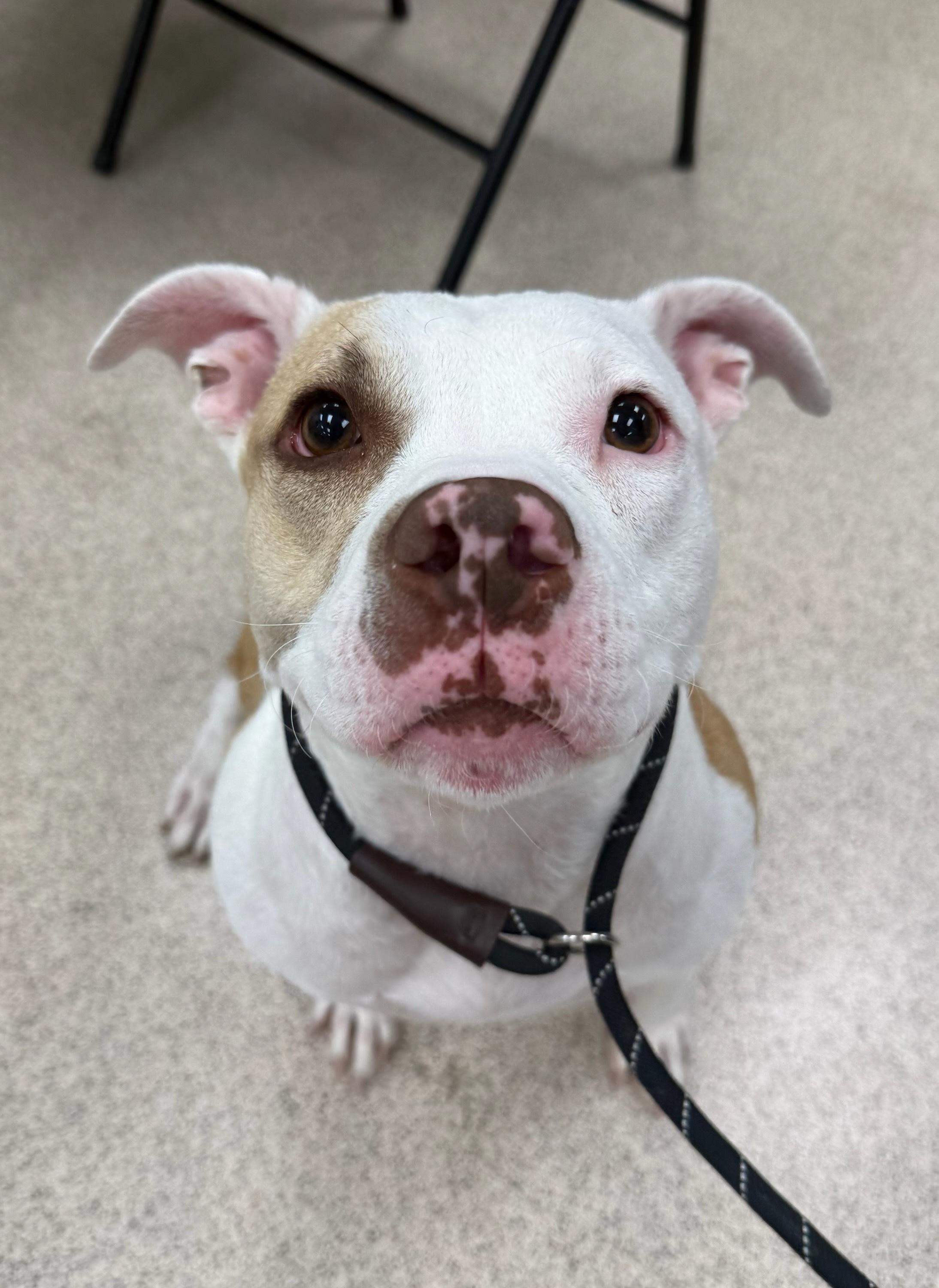 Destiny, adopted, Adult Female Pit Bull Terrier.