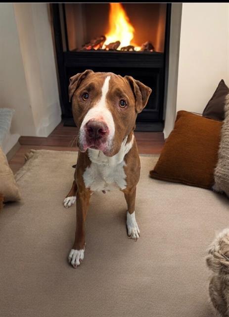 Enlarge LOKI, a Adoptable mixed breed in Agoura, CA image 1/1