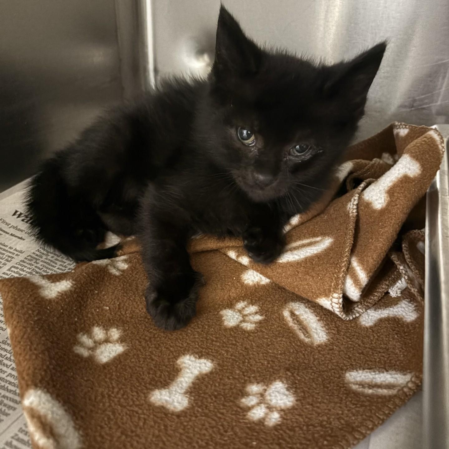 Sam, ADOPTABLE, Kitten Male Domestic Short Hair.