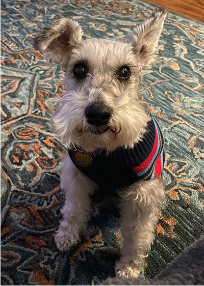 Enlarge Bentley, a Adoptable Miniature Schnauzer in Miamisburg, OH image 1/5