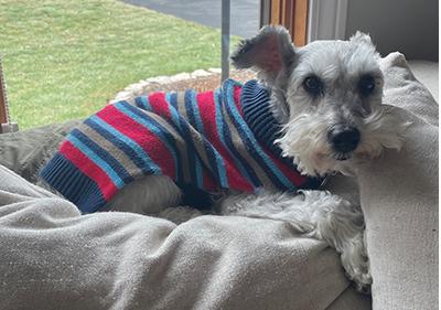 Enlarge Bentley, a Adoptable Miniature Schnauzer in Miamisburg, OH image 2/5