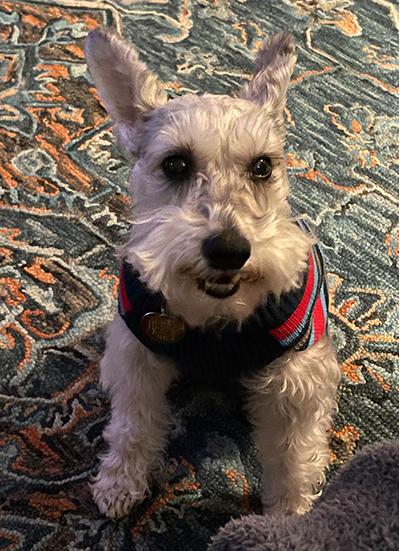 Enlarge Bentley, a Adoptable Miniature Schnauzer in Miamisburg, OH image 4/5