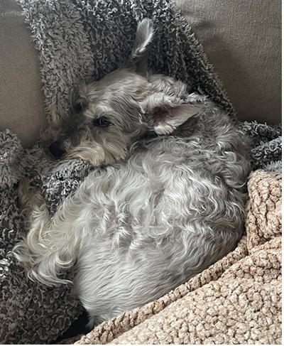 Enlarge Bentley, a Adoptable Miniature Schnauzer in Miamisburg, OH image 5/5