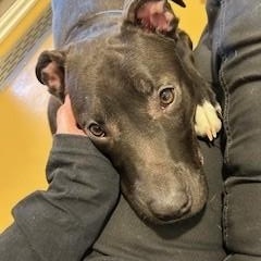 Enlarge Balder, a ADOPTABLE mixed breed in Bernalillo, NM image 1/4