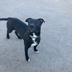 Enlarge Balder, a ADOPTABLE mixed breed in Bernalillo, NM image 2/4