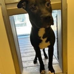 Enlarge Balder, a ADOPTABLE mixed breed in Bernalillo, NM image 3/4