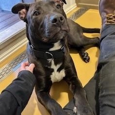 Enlarge Balder, a ADOPTABLE mixed breed in Bernalillo, NM image 4/4