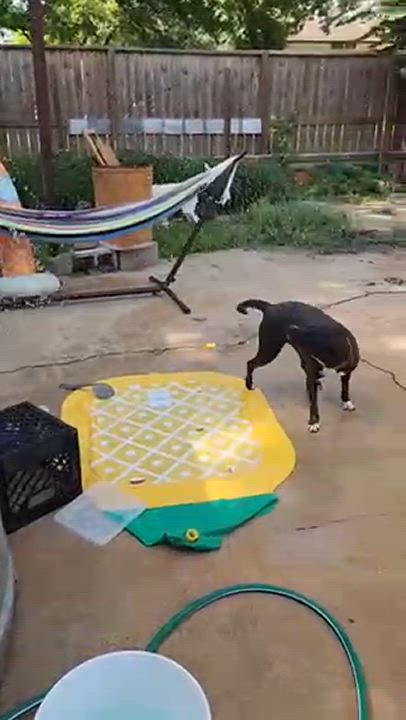 Enlarge EBONY  (Beautiful Girl, Loves Kids, Loves Water, Loving, Sweet, Kind, SEE VIDEO), a Adoptable mixed breed in Cambridge, MA video 3/6