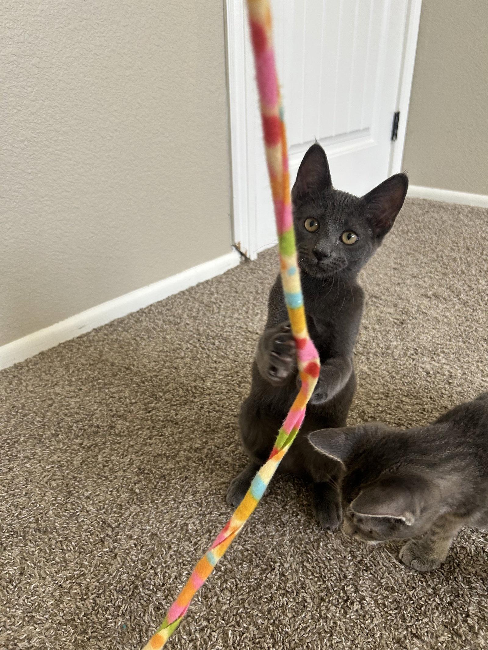 Enlarge Peter, a Adoptable Russian Blue in Phoenix, AZ image 2/3
