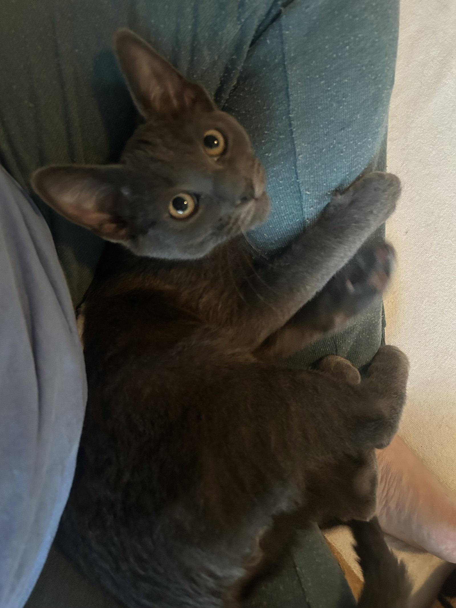 Enlarge Peter, a Adoptable Russian Blue in Phoenix, AZ image 3/3