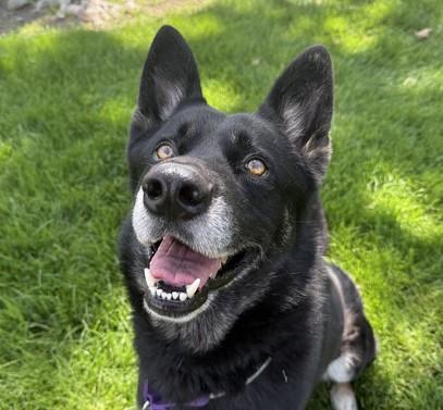 Enlarge RIVER, a Adoptable mixed breed in Martinez, CA image 1/1
