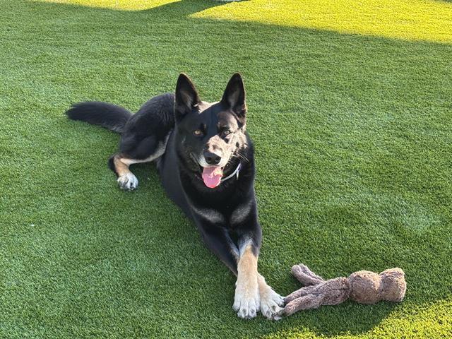 Enlarge RIVER, a Adoptable mixed breed in Martinez, CA image 1/1
