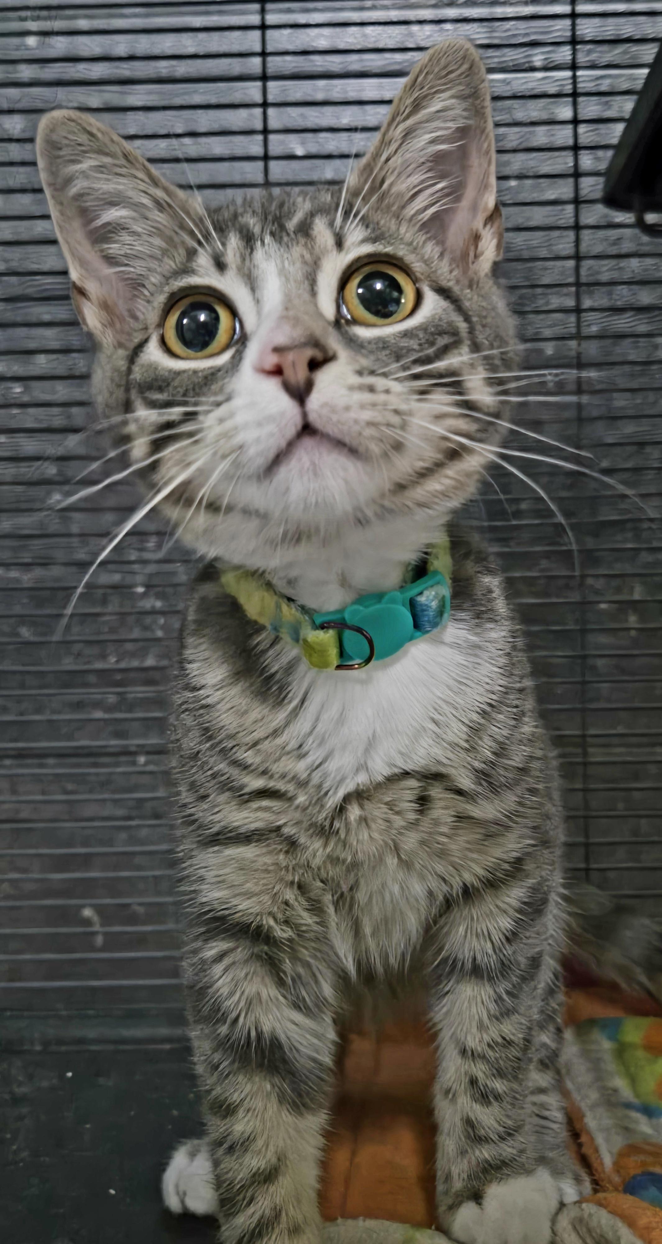 Enlarge 7UP, an adopted Domestic Short Hair in Tillsonburg, ON image 1/6