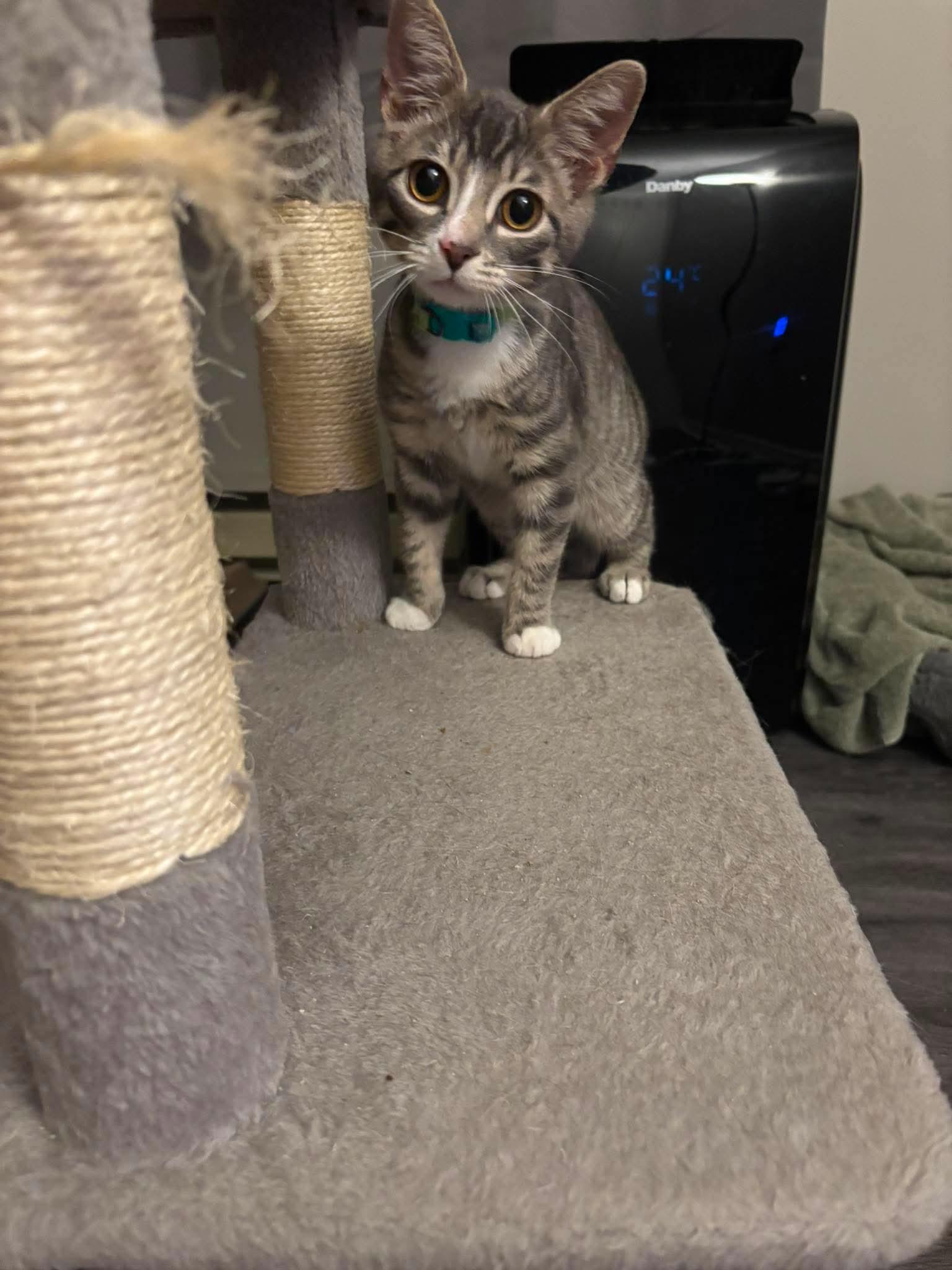 Enlarge 7UP, an adopted Domestic Short Hair in Tillsonburg, ON image 3/6