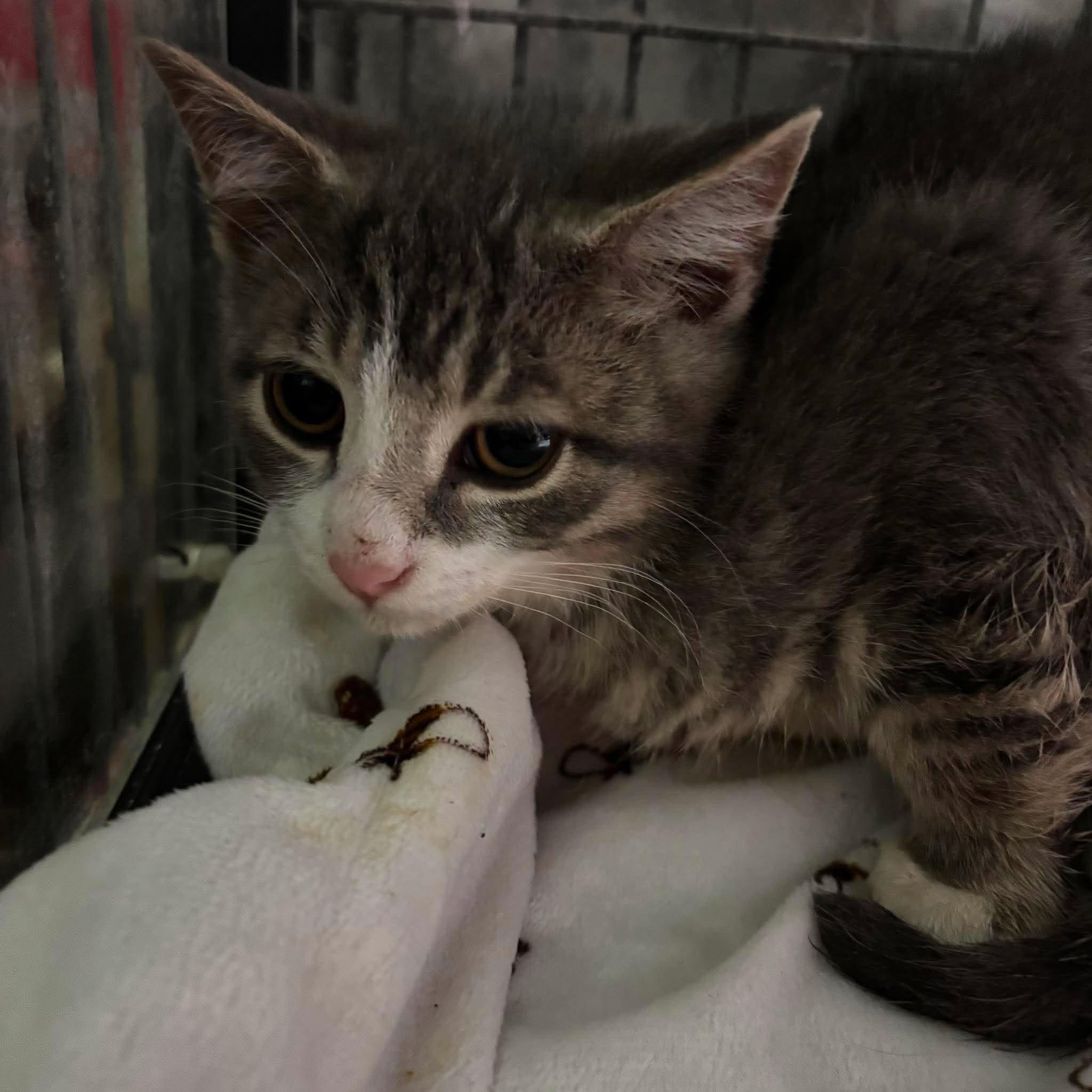 7UP, a Adoptable Domestic Short Hair in Tillsonburg, ON image 1/5