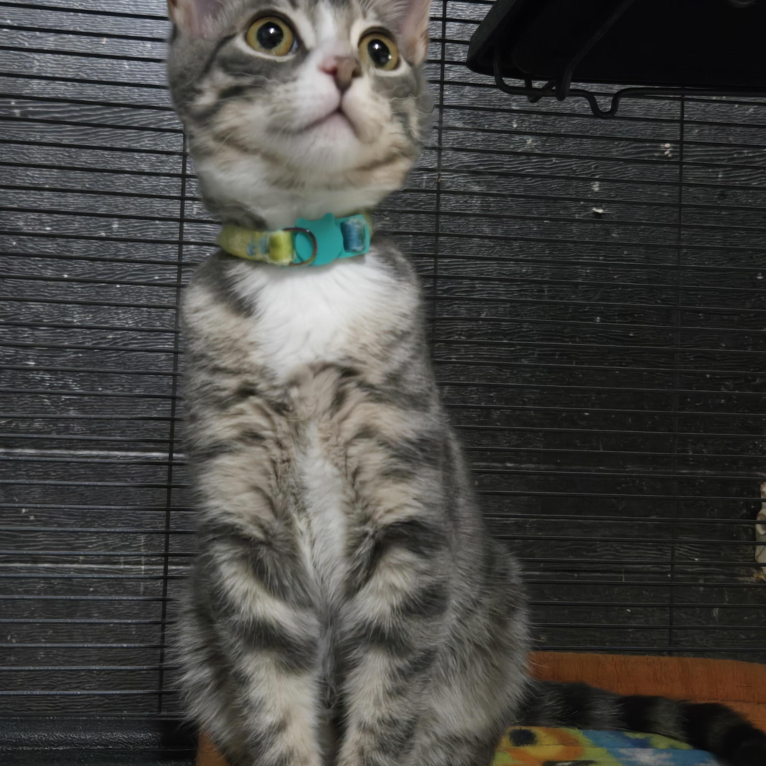 Enlarge 7UP, an adopted Domestic Short Hair in Tillsonburg, ON image 2/6
