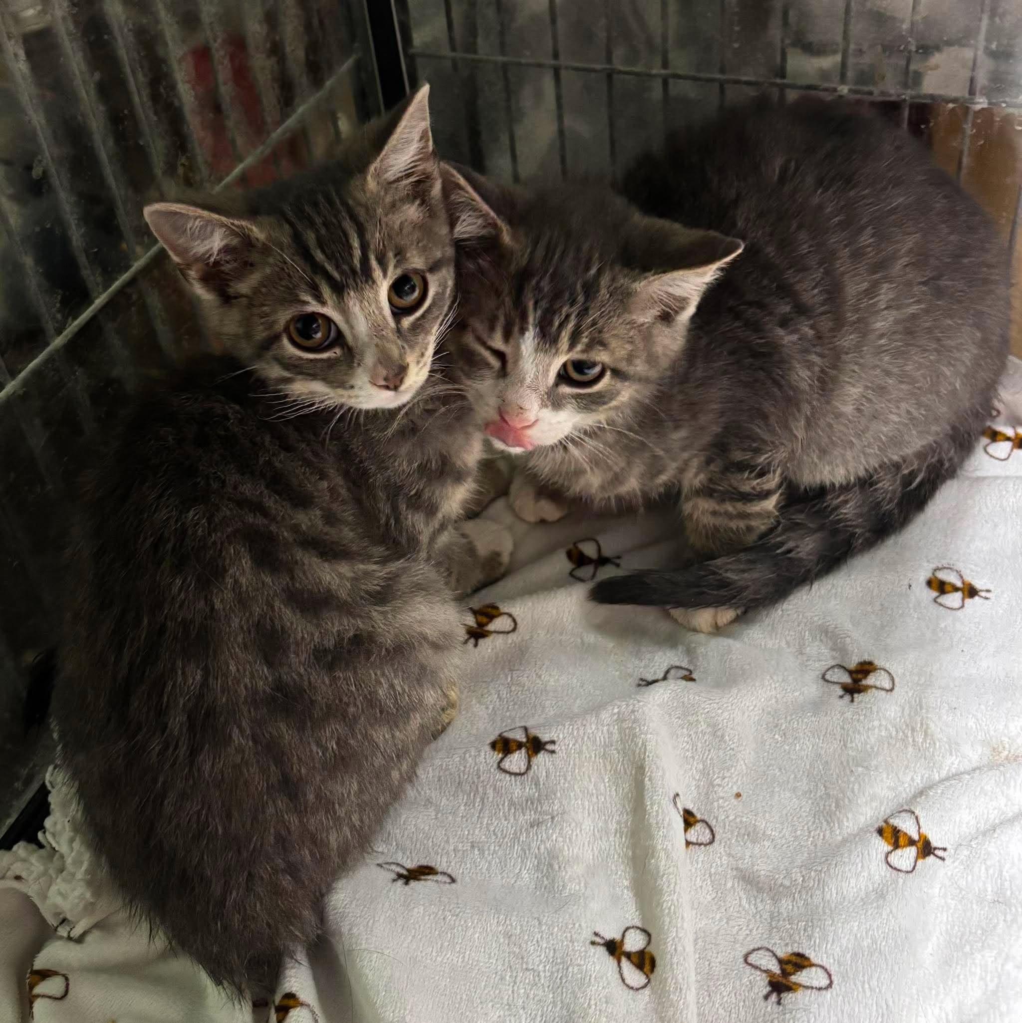 7UP, a Adoptable Domestic Short Hair in Tillsonburg, ON image 2/5
