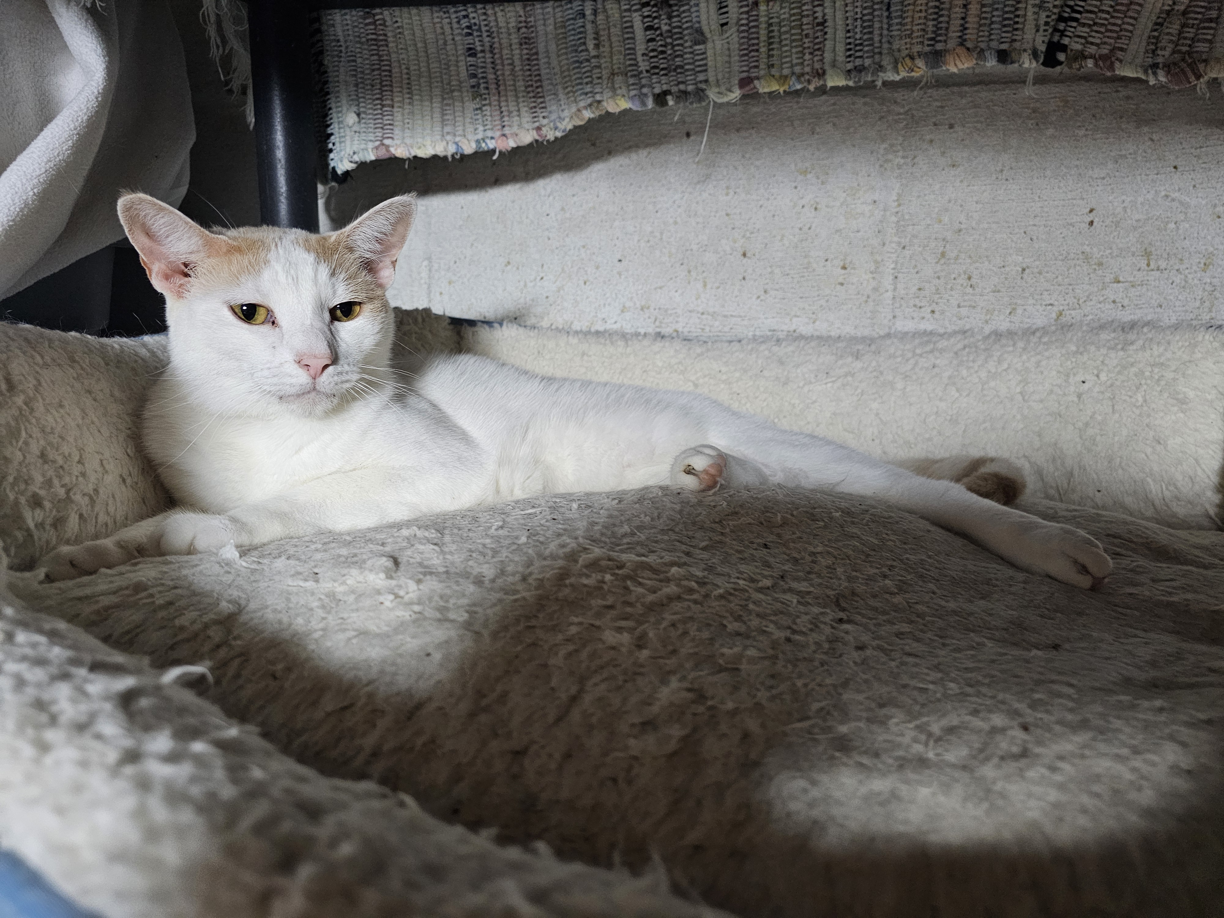 Scarlett, a Adoptable Domestic Short Hair in Watchung, NJ image 1/2