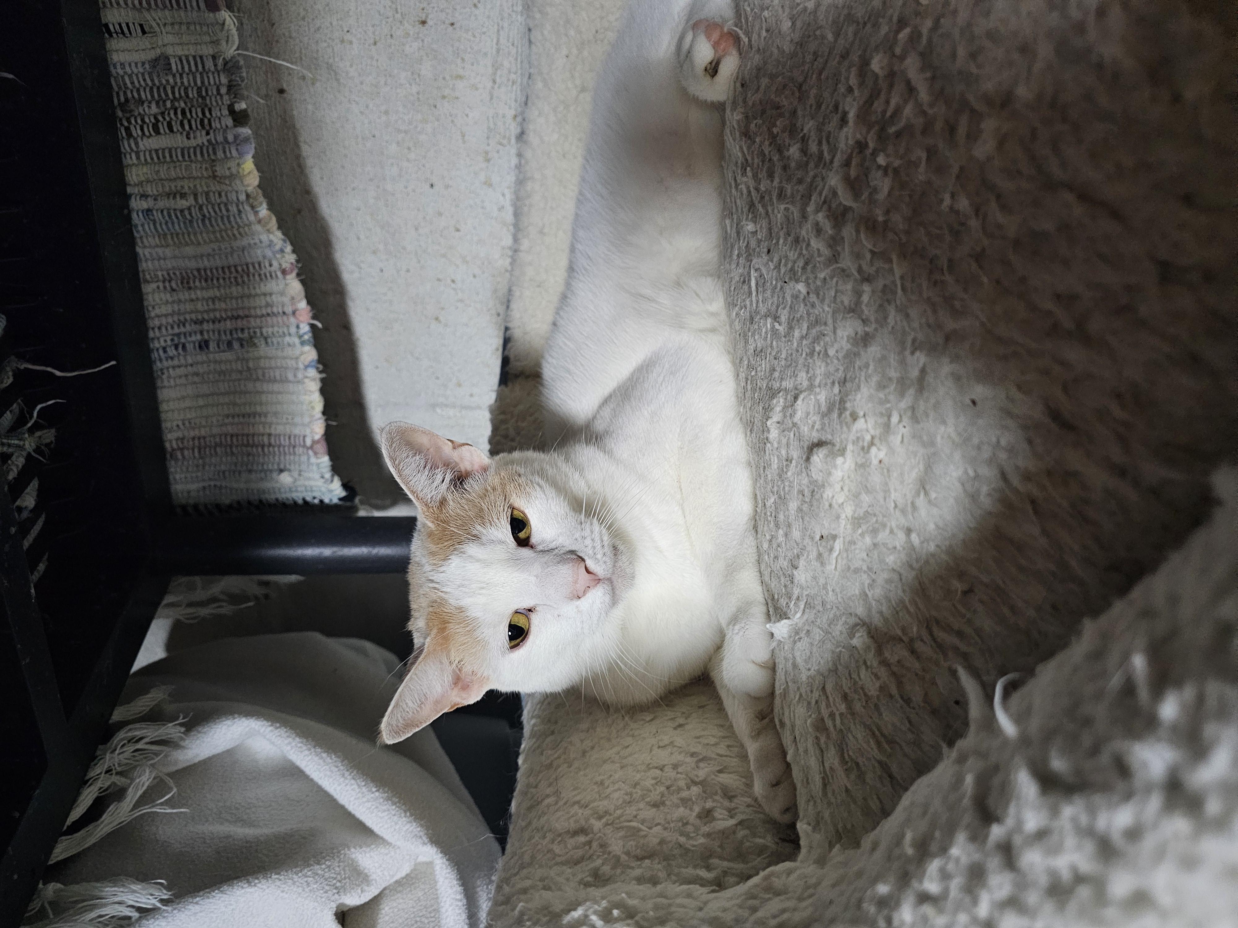 Scarlett, a Adoptable Domestic Short Hair in Watchung, NJ image 2/2