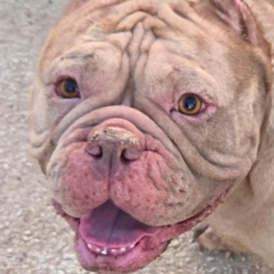 Enlarge CUKEE, a Adoptable American Bully in Marana, AZ image 1/3