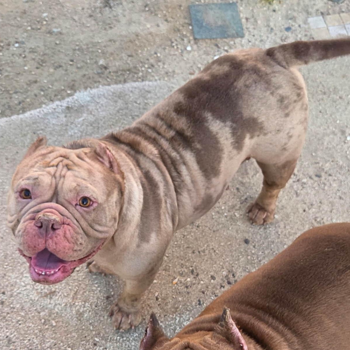 Enlarge CUKEE, a Adoptable American Bully in Marana, AZ image 3/3