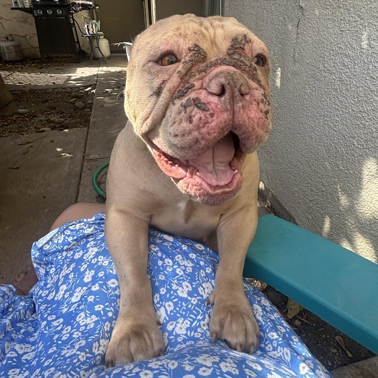 Enlarge CUKEE, a Adoptable American Bully in Marana, AZ image 2/3