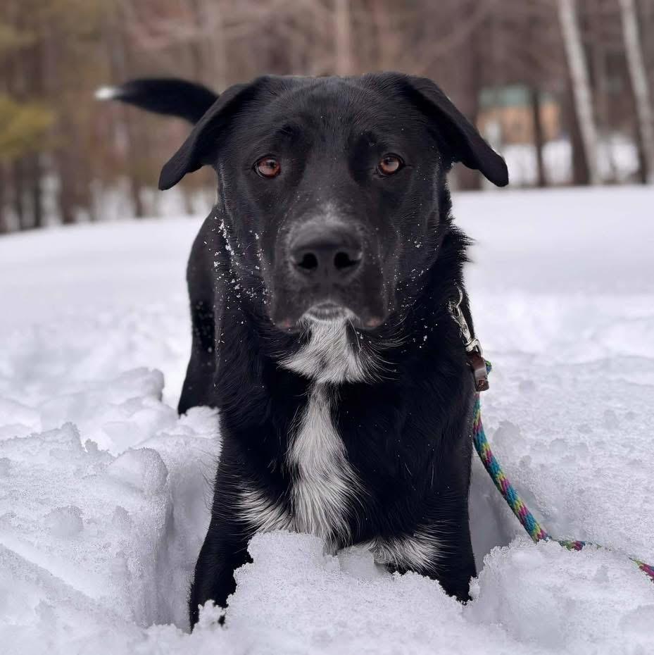 Boo, ADOPTABLE, Young Male Labrador Retriever.