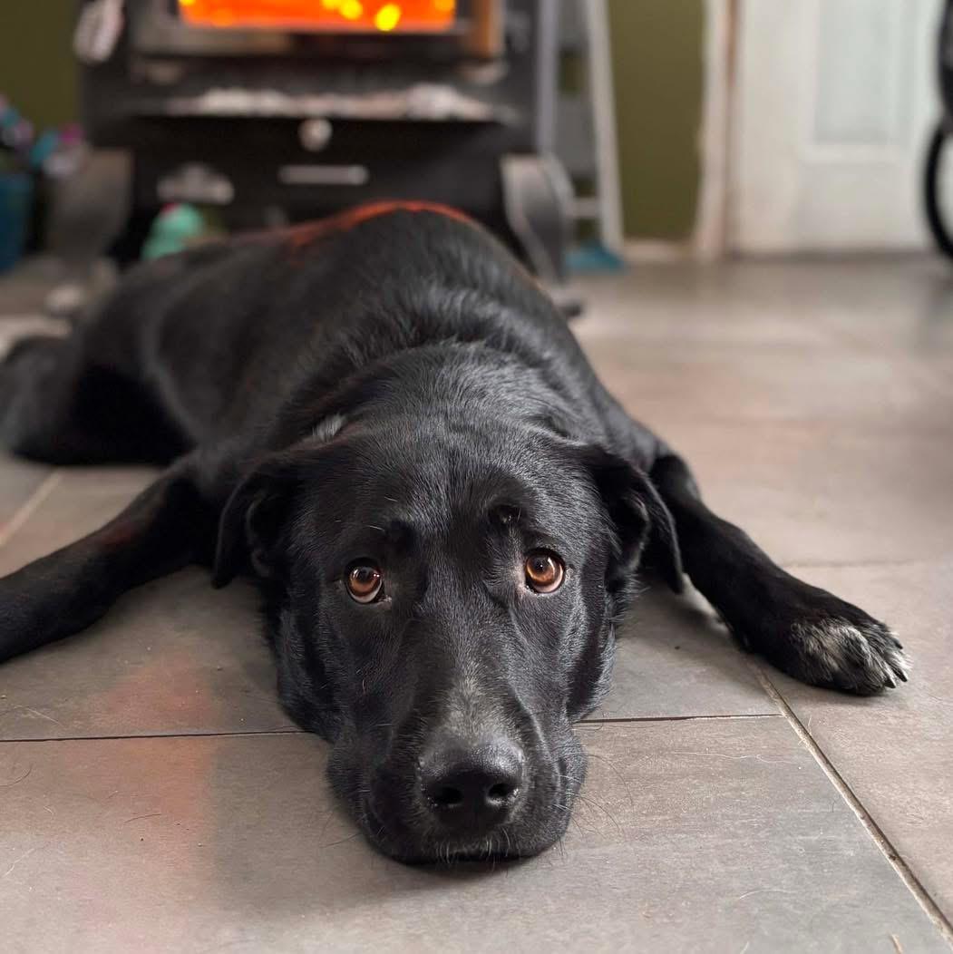 Enlarge Boo, a ADOPTABLE mixed breed in Brattleboro, VT image 4/4