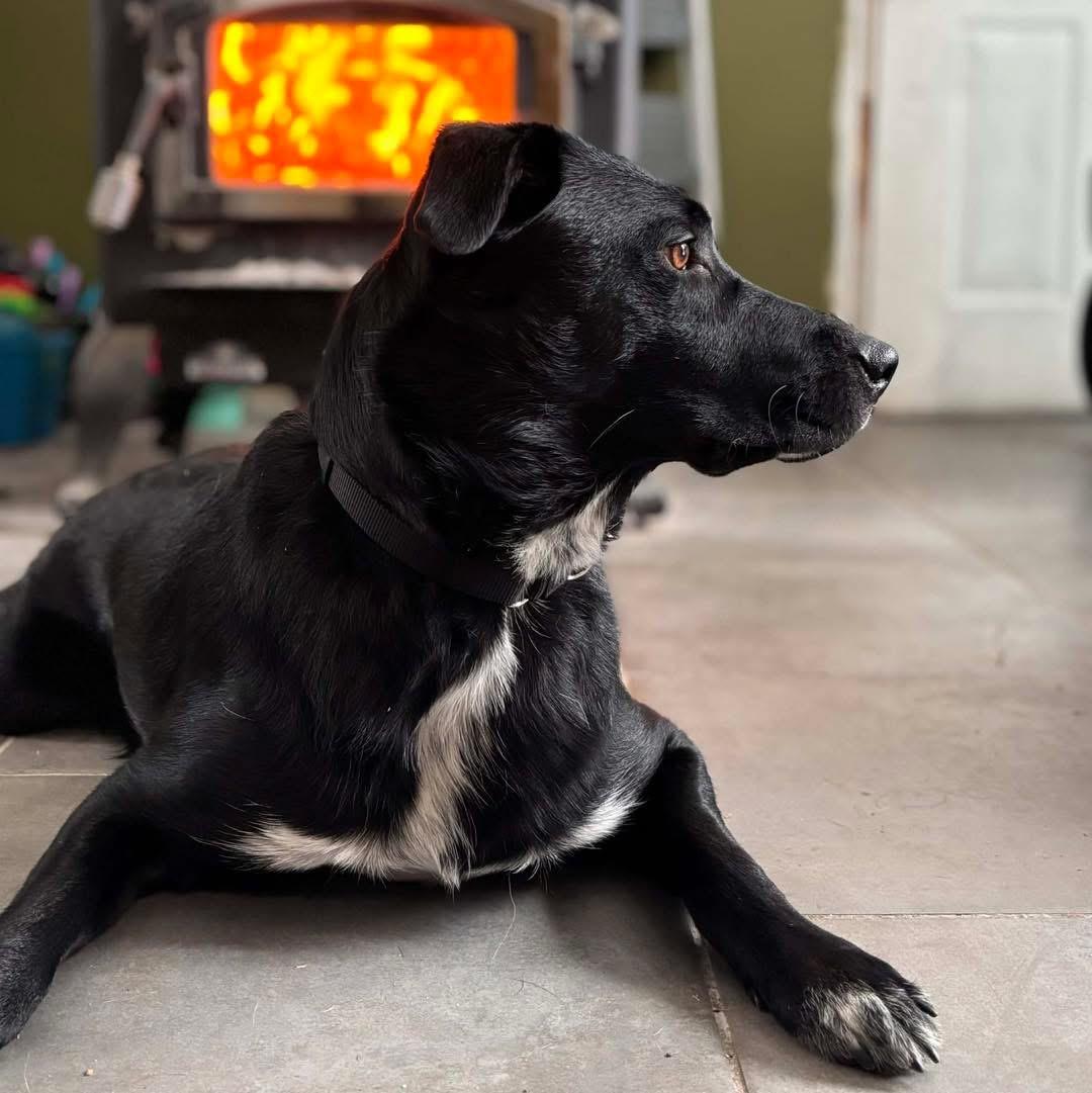 Enlarge Boo, a ADOPTABLE mixed breed in Brattleboro, VT image 2/4